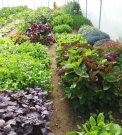 Cultivo Desterrado