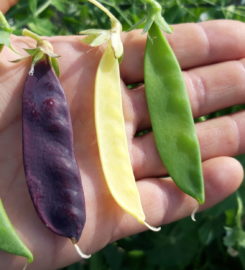 Cultivo Desterrado
